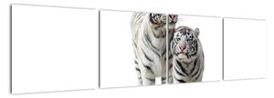 Tiger biely - obraz (Obraz 160x40cm)