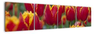 Tulipánové polia - obraz (Obraz 160x40cm)