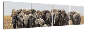 Stádo slonov - obraz (Obraz 160x40cm)