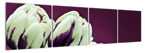 Makro tulipánov - obraz (Obraz 160x40cm)