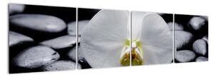 Kvet orchidey - obraz (Obraz 160x40cm)