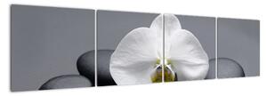 Kvet orchidey - moderný obraz (Obraz 160x40cm)