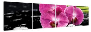 Fotka orchidey (Obraz 160x40cm)