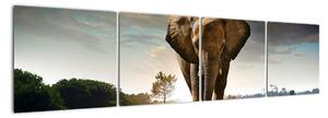 Obraz slona (Obraz 160x40cm)