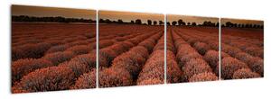 Kvetinové pole - obraz (Obraz 160x40cm)