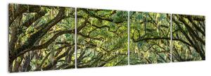 Aleje stromov - obraz (Obraz 160x40cm)
