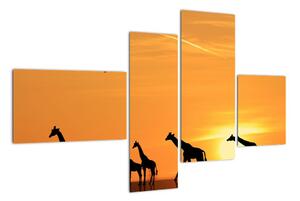 Moderný obraz - žirafy (Obraz 110x70cm)