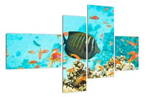 Obraz rýb v akváriami (Obraz 110x70cm)