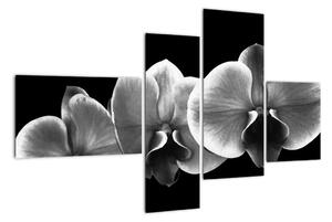 Čiernobiely obraz - orchidea (Obraz 110x70cm)