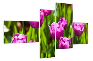 Obraz kvitnúcich tulipánov (Obraz 110x70cm)