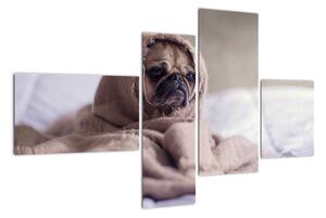 Obraz - pes v deke (Obraz 110x70cm)