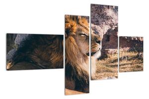 Obraz - ležiaci lev (Obraz 110x70cm)