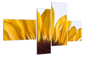 Obraz kvetu slnečnice (Obraz 110x70cm)