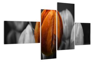 Oranžový tulipán medzi čiernobielymi - obraz (Obraz 110x70cm)