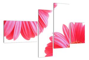 Obraz kvetín - astra (Obraz 110x70cm)