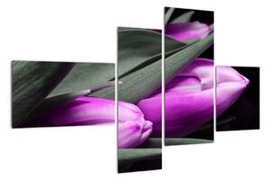 Obraz fialových tulipánov (Obraz 110x70cm)