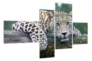 Obraz leopard (Obraz 110x70cm)