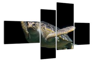 Obraz plávajúce korytnačky (Obraz 110x70cm)