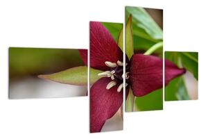 Kvitnúca rastlina - obrazy do domu (Obraz 110x70cm)