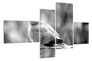 Čiernobiely obraz vtáka (Obraz 110x70cm)
