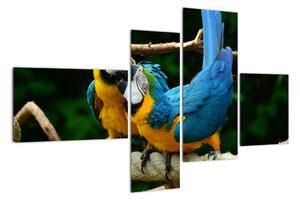 Obraz papagájov na lane (Obraz 110x70cm)