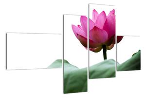 Obraz kvetu (Obraz 110x70cm)
