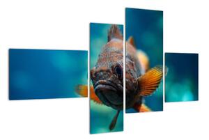 Obraz - ryba (Obraz 110x70cm)