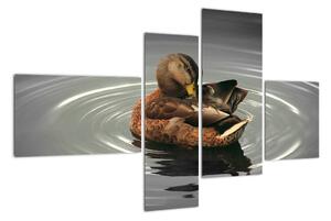 Obraz - kačice vo vode (Obraz 110x70cm)