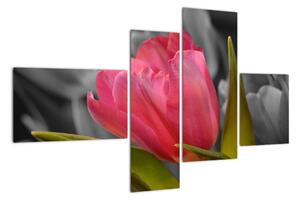Obraz červeného tulipánu na čiernobielom pozadí (Obraz 110x70cm)