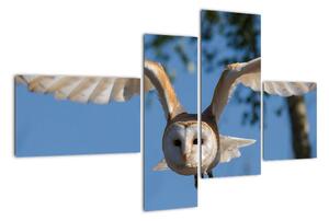 Obraz letiaci sovy (Obraz 110x70cm)