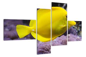 Obraz - žlté ryby (Obraz 110x70cm)