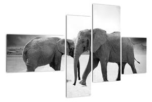 Obraz - slony (Obraz 110x70cm)