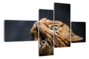 Moderný obraz - mačky (Obraz 110x70cm)