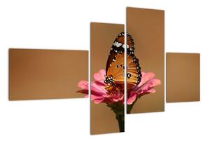 Obraz motýľa (Obraz 110x70cm)