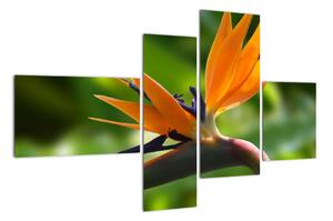 Detail kvetu - obraz (Obraz 110x70cm)