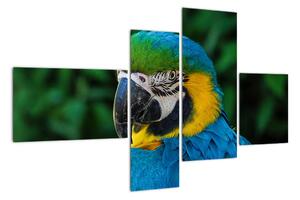 Obraz papagája (Obraz 110x70cm)