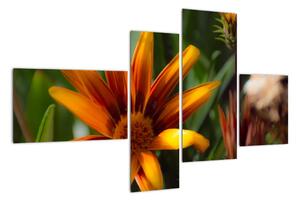 Obraz detailu kvety (Obraz 110x70cm)