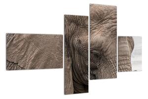 Obraz slona (Obraz 110x70cm)