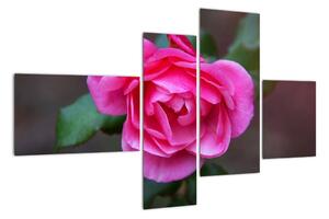 Obraz ruže na stenu (Obraz 110x70cm)