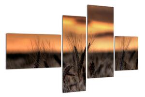 Detail pšenica, obraz (Obraz 110x70cm)