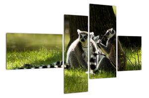 Obraz lemurov (Obraz 110x70cm)