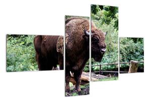 Obraz s americkým bizónom (Obraz 110x70cm)