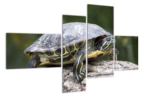Obraz suchozemské korytnačky (Obraz 110x70cm)