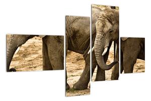 Slon, obraz (Obraz 110x70cm)