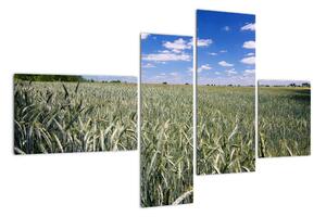 Pole pšenice - obraz (Obraz 110x70cm)