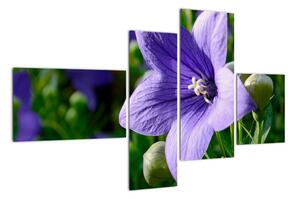 Kvety - obraz (Obraz 110x70cm)