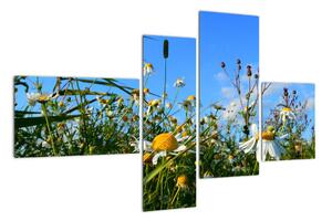 Obraz lúčnych kvetov (Obraz 110x70cm)