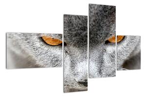 Mačka - obraz (Obraz 110x70cm)