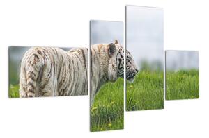 Tiger - obraz (Obraz 110x70cm)