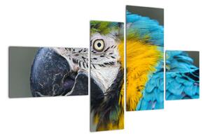 Papagáj - obraz (Obraz 110x70cm)